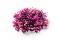 Sea Moss