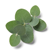 Eucalyptus