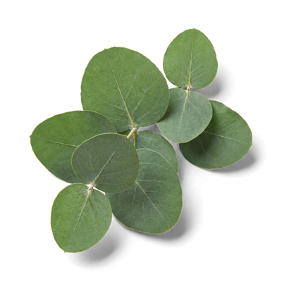 Eucalyptus